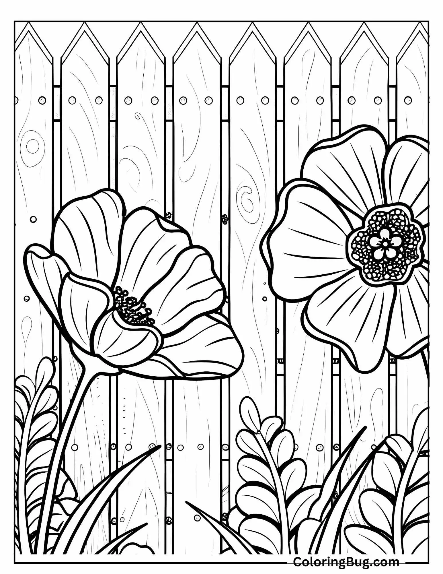 Poppy Growing Along With Fence Coloring Sheet 