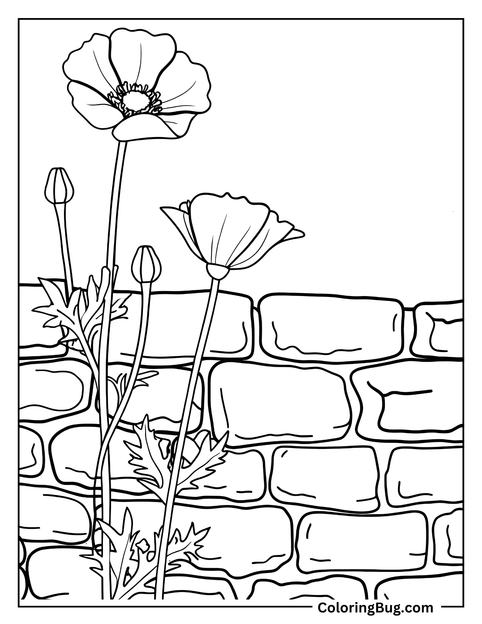 Poppy Growing In a Dry Stone Wall Coloring Sheet