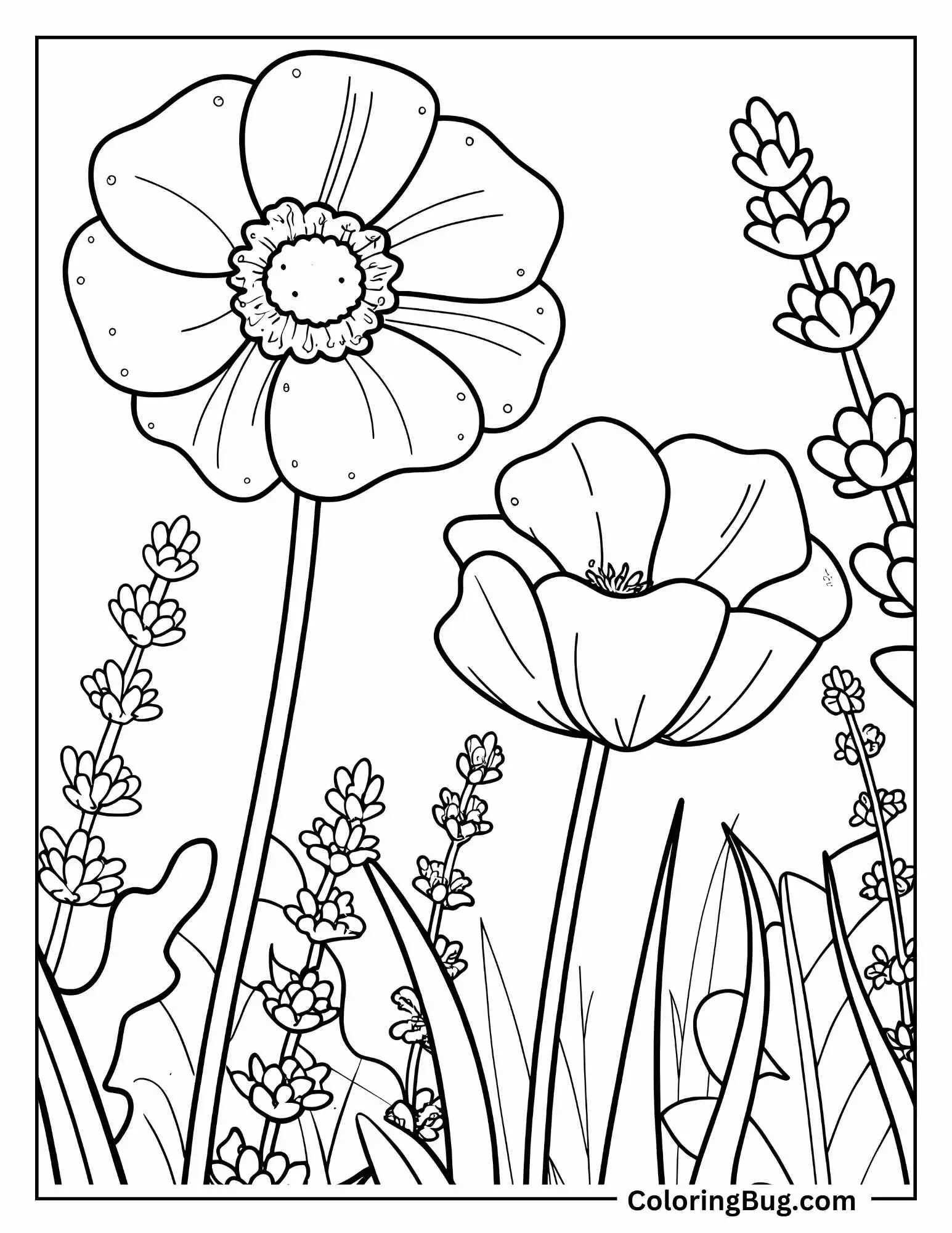 Poppy Growing In a Lavender Garden Coloring Sheet