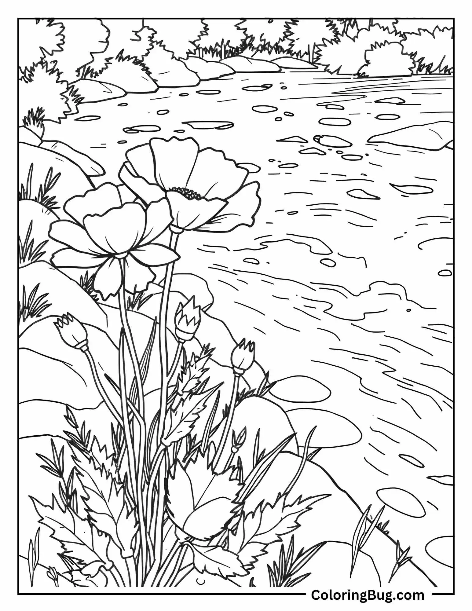 Poppy Growing On Riverbank Near Flowing Water Coloring Sheet