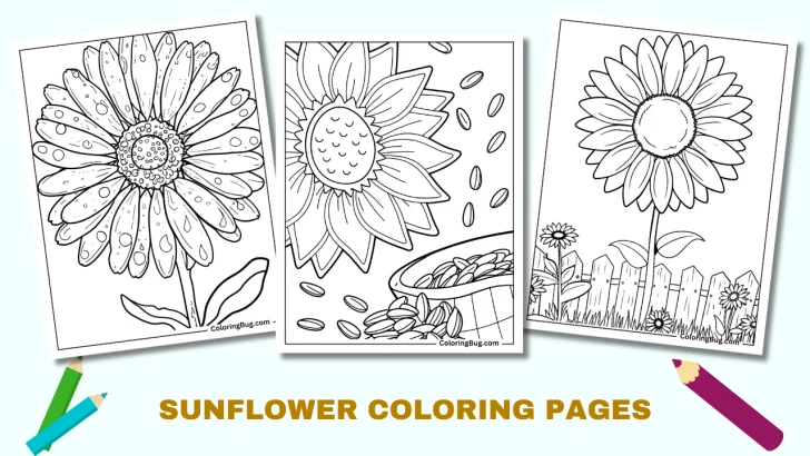 Sunflower Coloring Pages