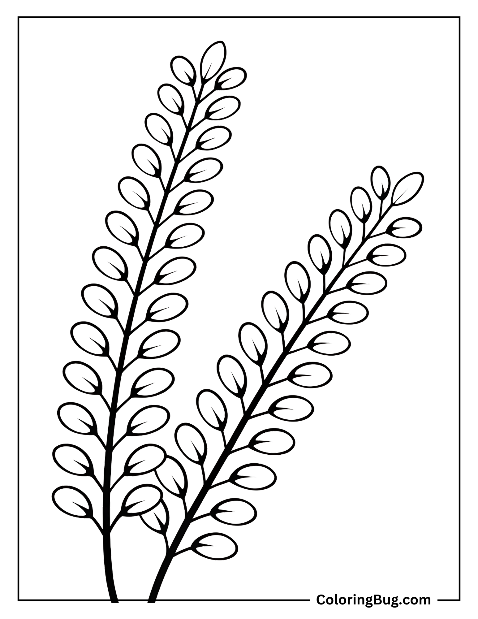 Tamarisk Branches Coloring Sheet
