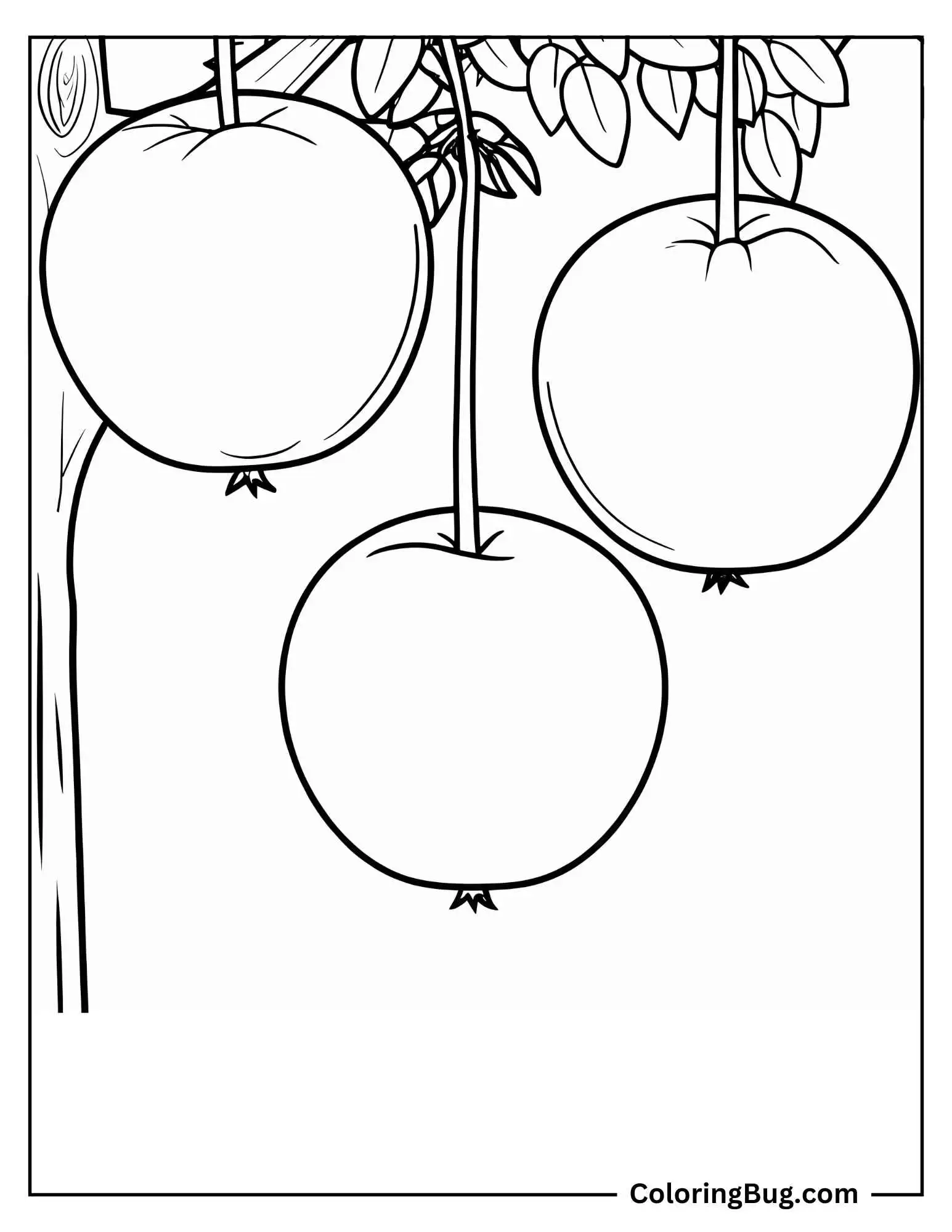 Three Empire Apples Hanging From Tree Coloring Sheet
