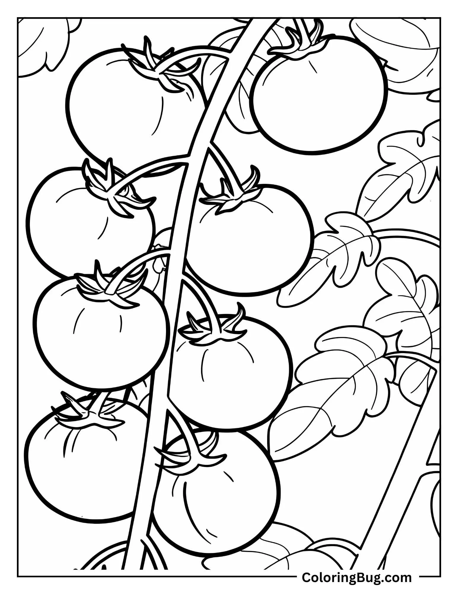 Tomatos On The Vine Coloring Sheet
