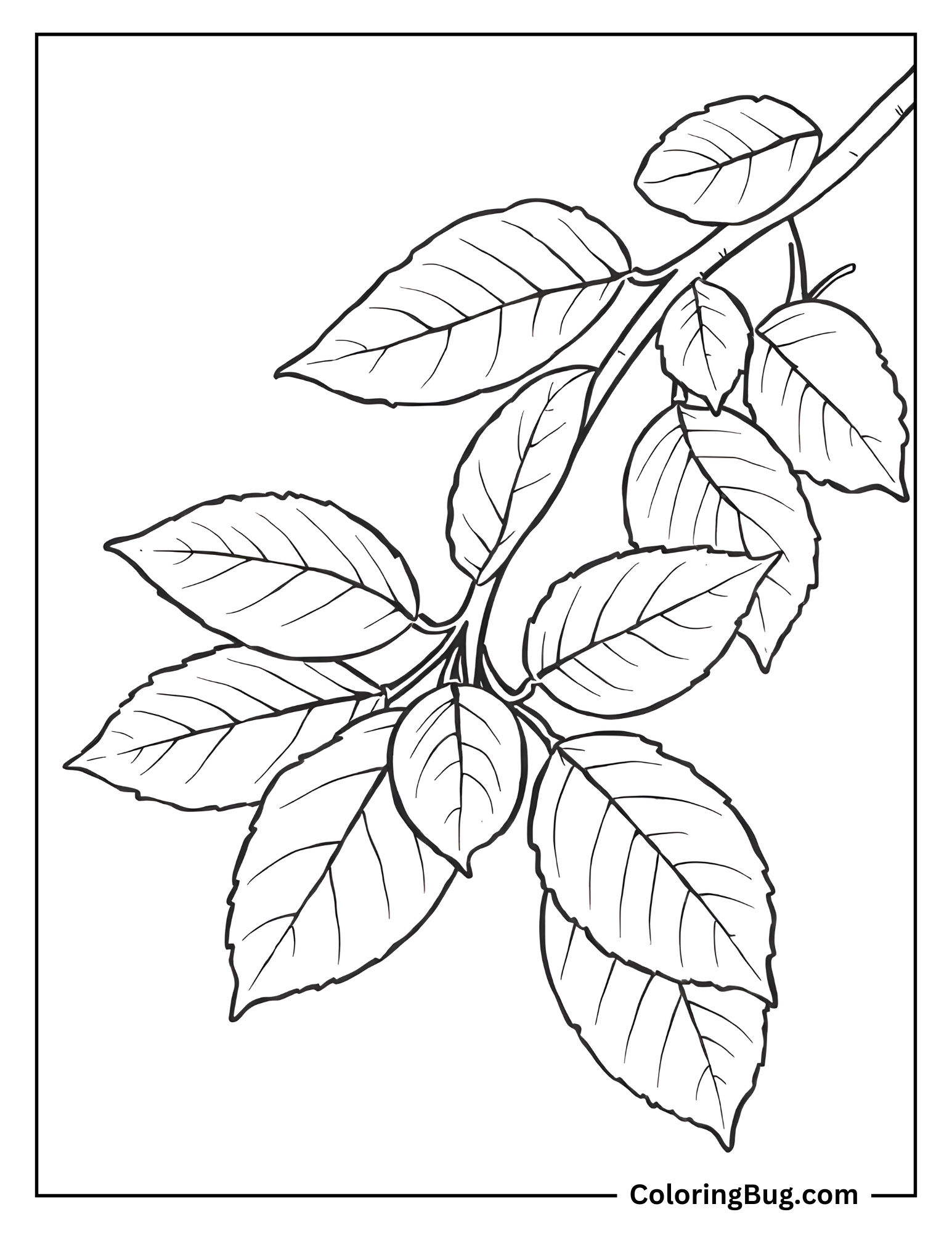 Walnut Leaves Coloring Sheet