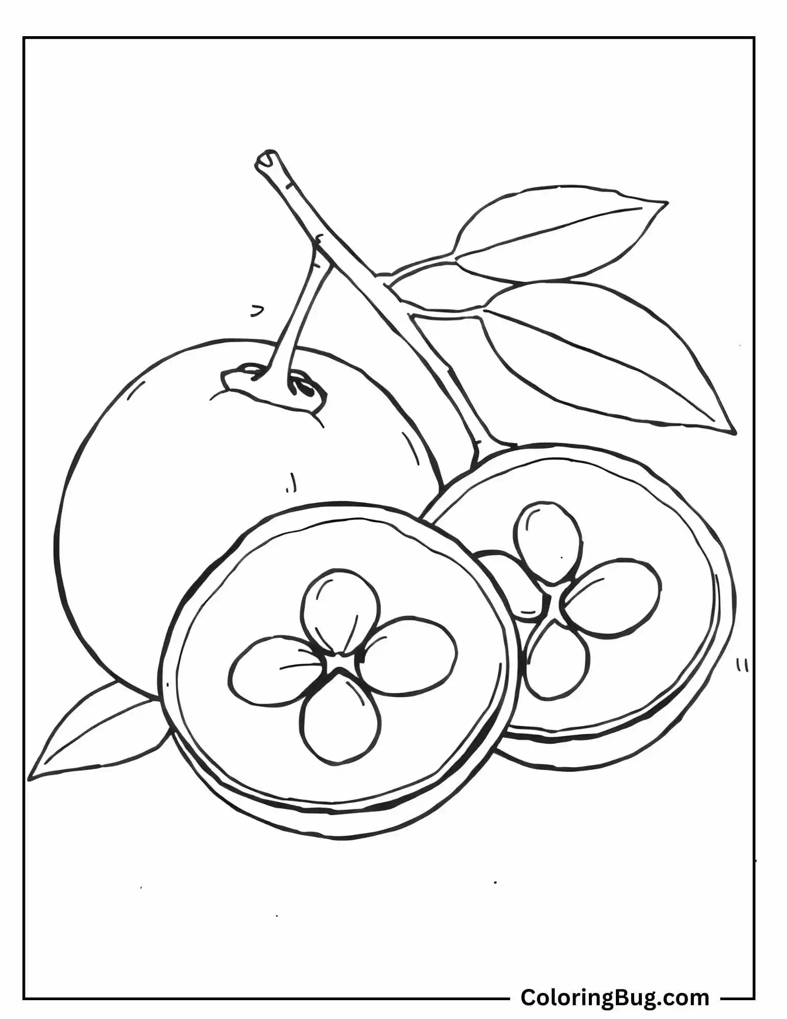Whole Loquat And Sliced Loquat With Seeds Coloring Sheet