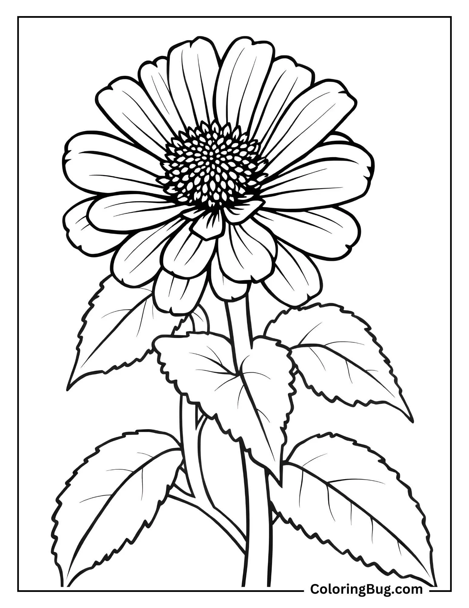 Zinnia Flower With Its Leaves Coloring Sheet