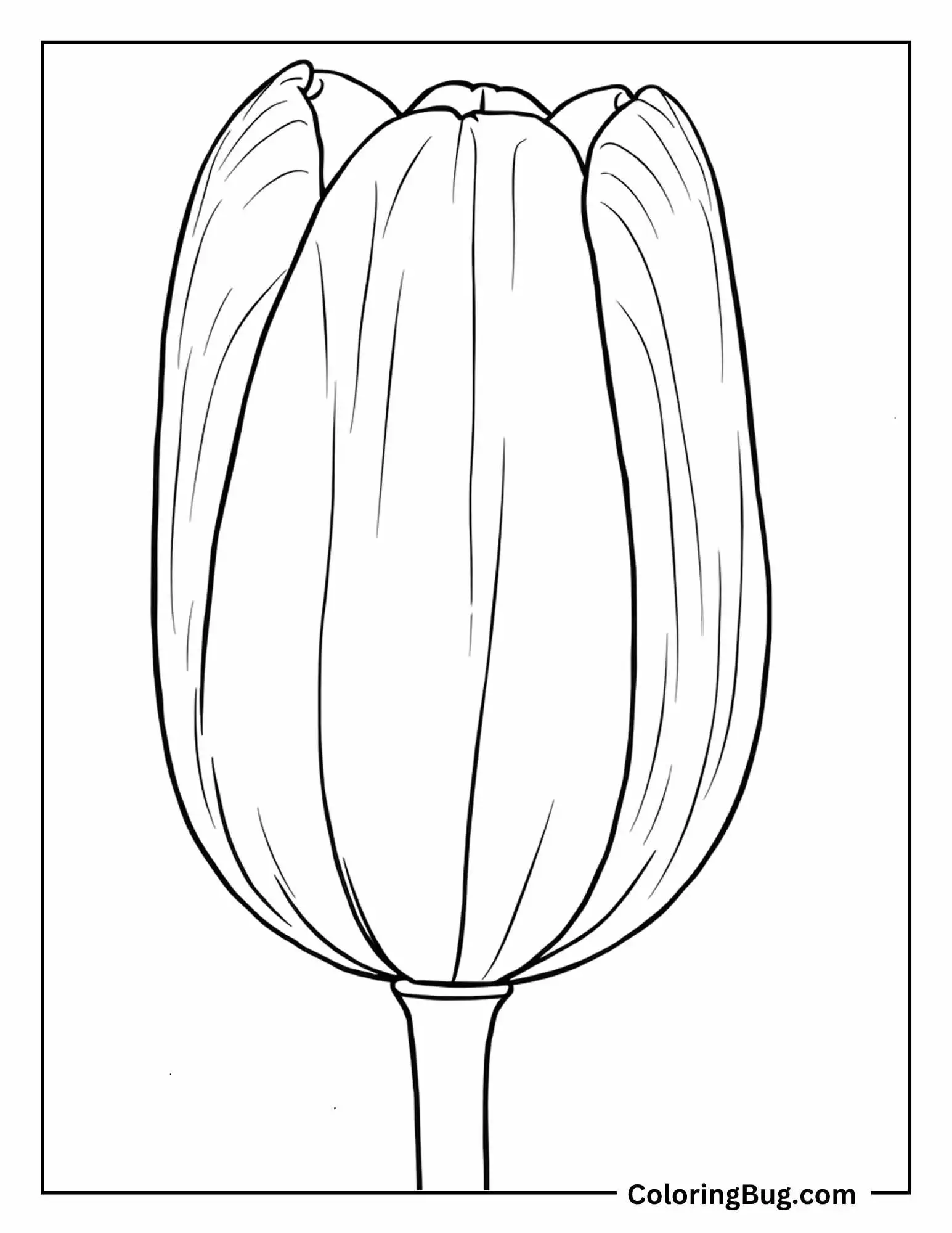Close Up of Tulip Coloring sheet