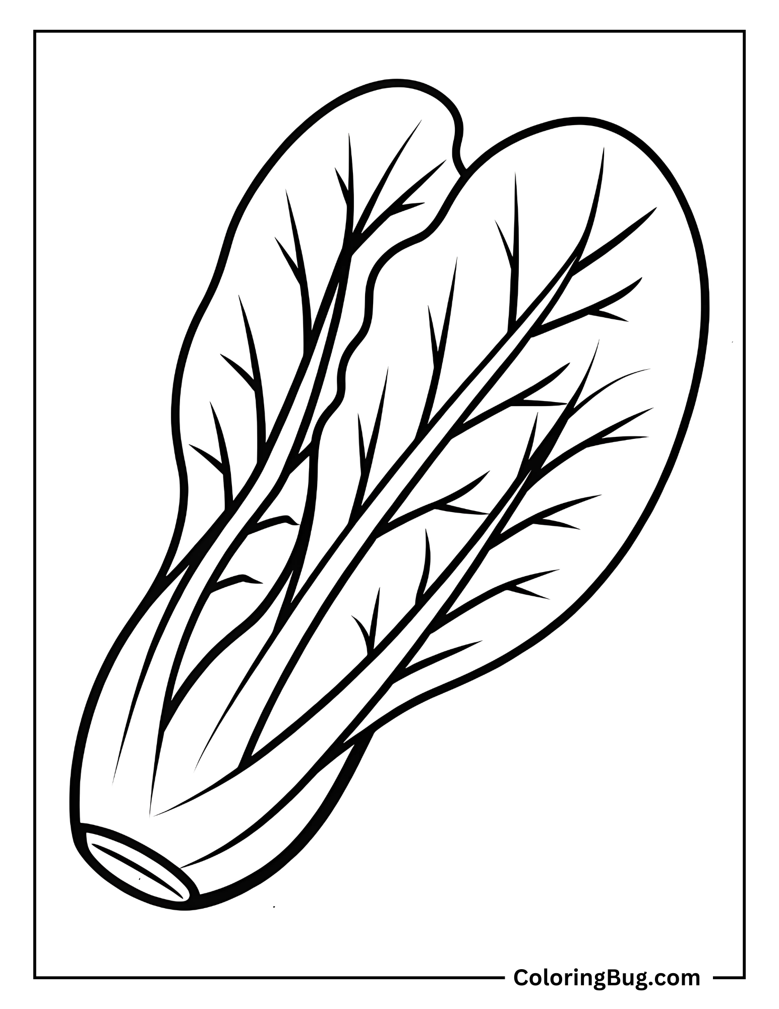 Radicchio With Its Deep Red And White Veined Leaves Coloring Sheet