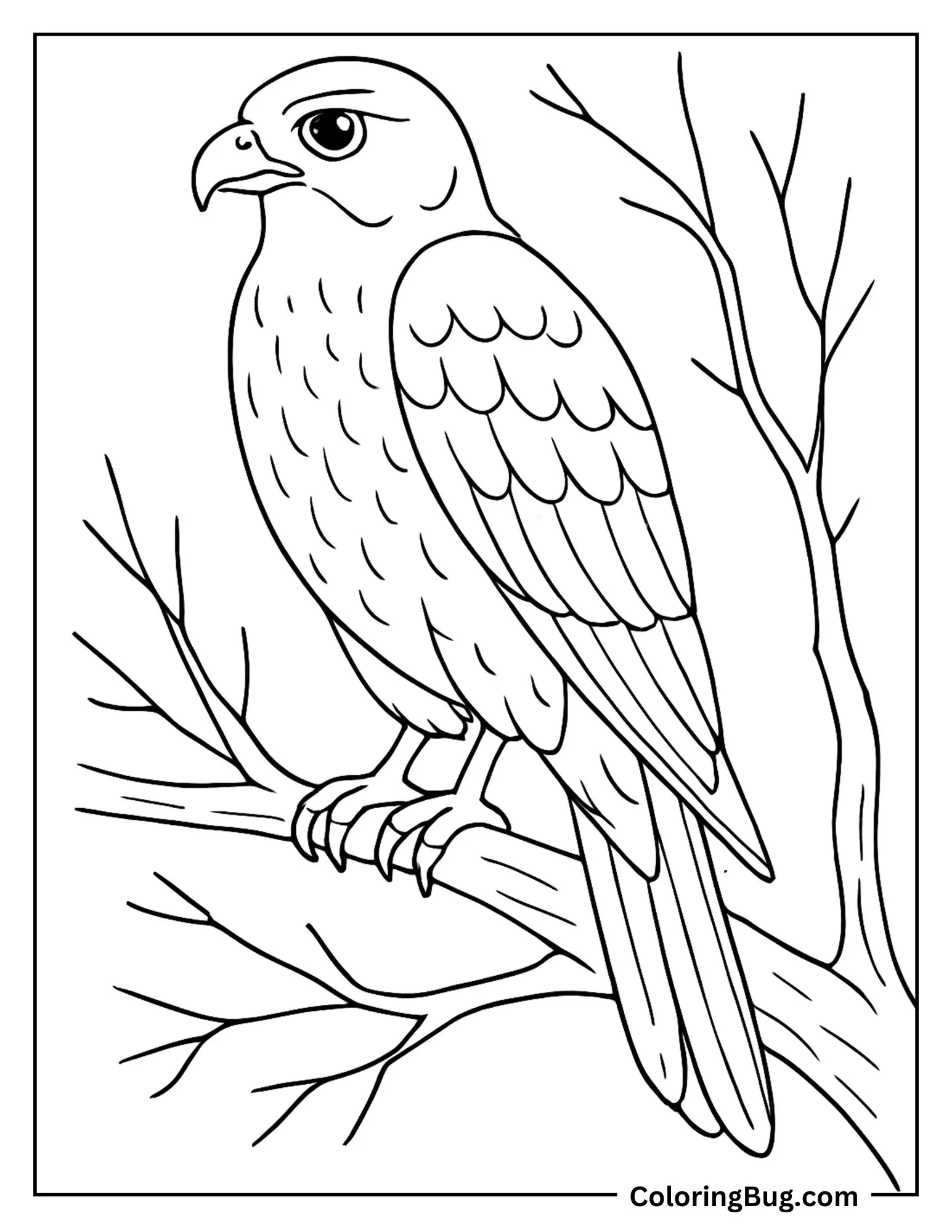 Falcon Perched on a High Branch Coloring sheet
