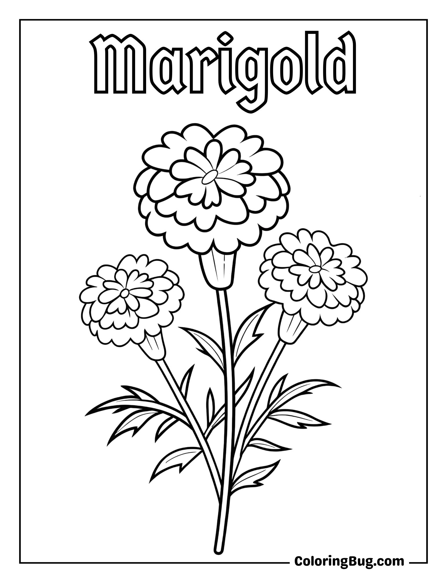 Patch of Marigolds in Full Bloom Coloring Sheet