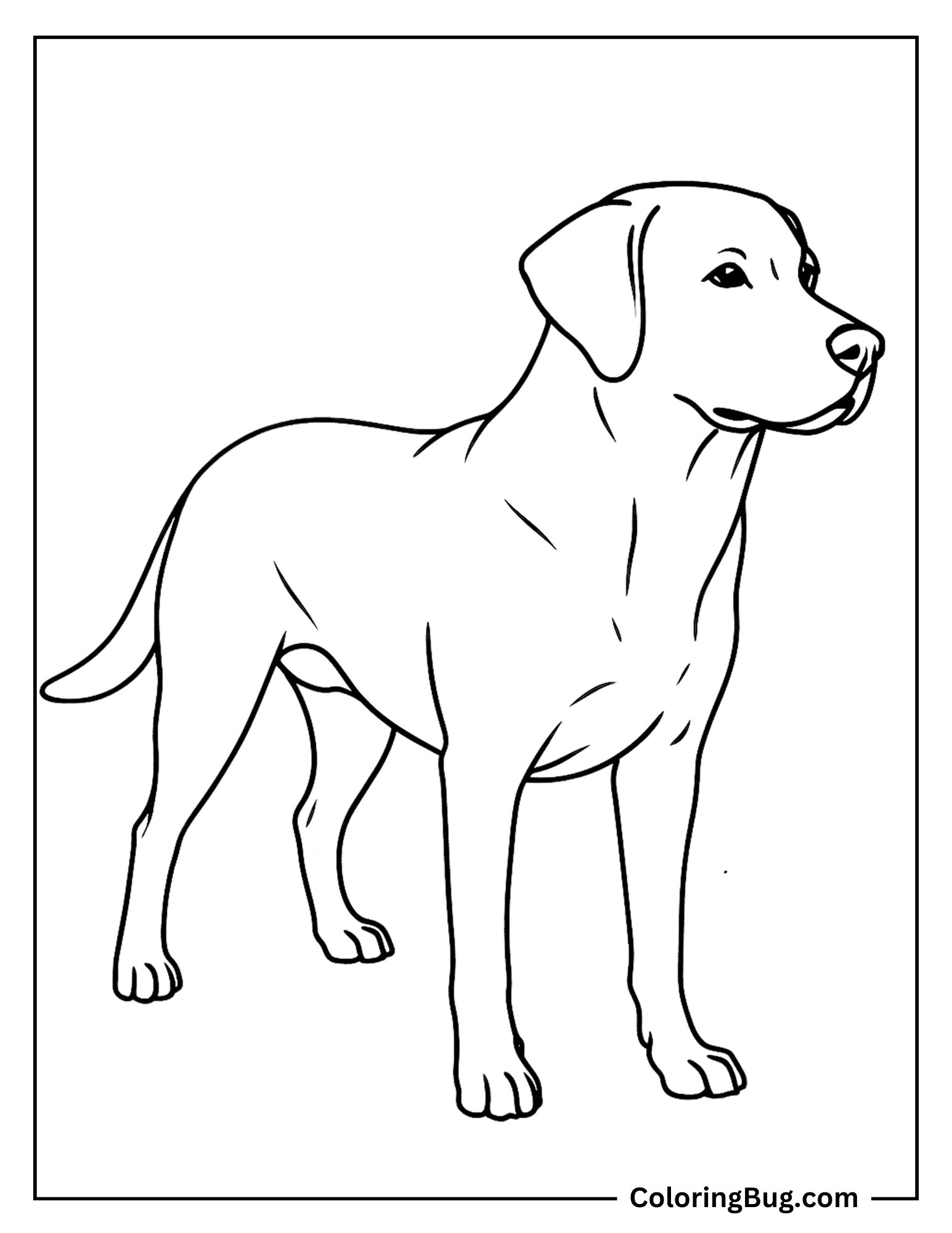 Realistic Dog Outline Coloring Sheet (1)