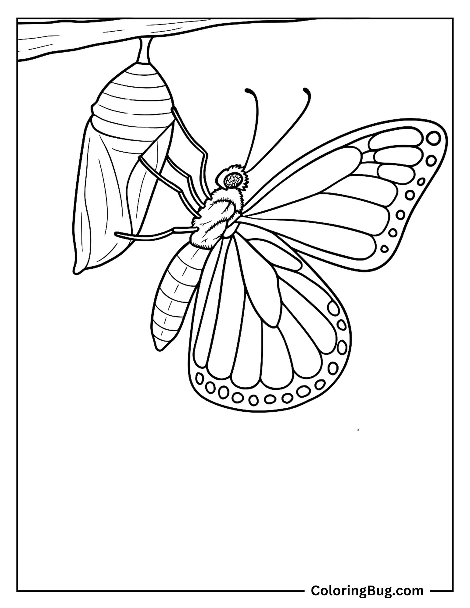 Butterfly Emerging From Chrysalis Coloring sheet