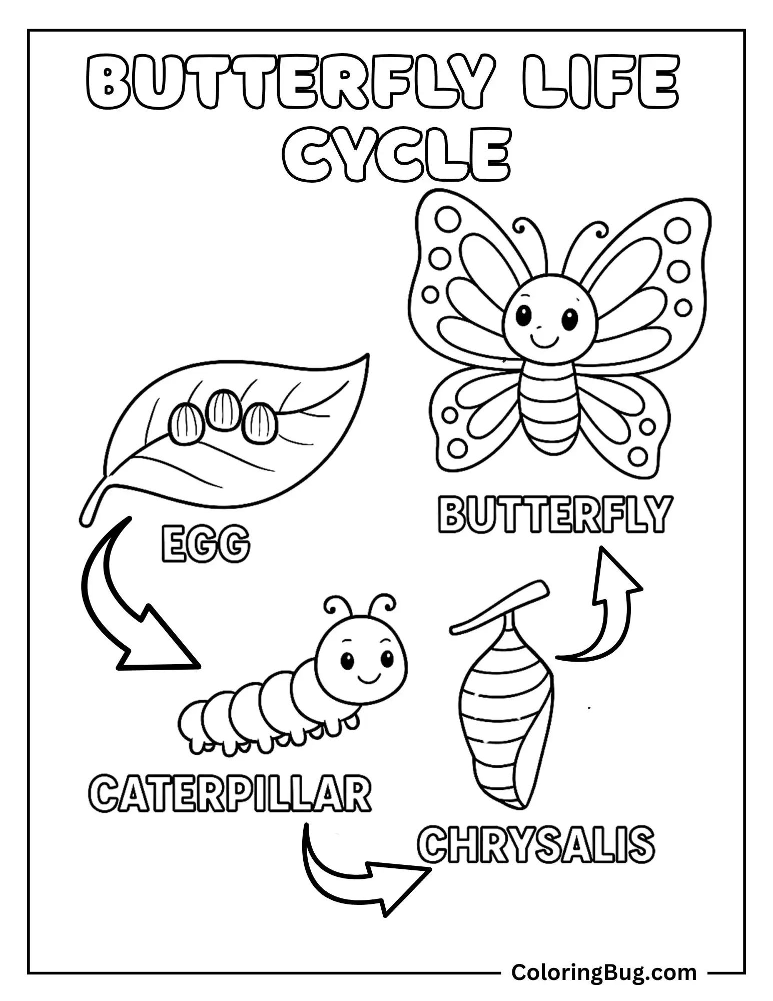 Butterfly Life Cycle Coloring Sheet