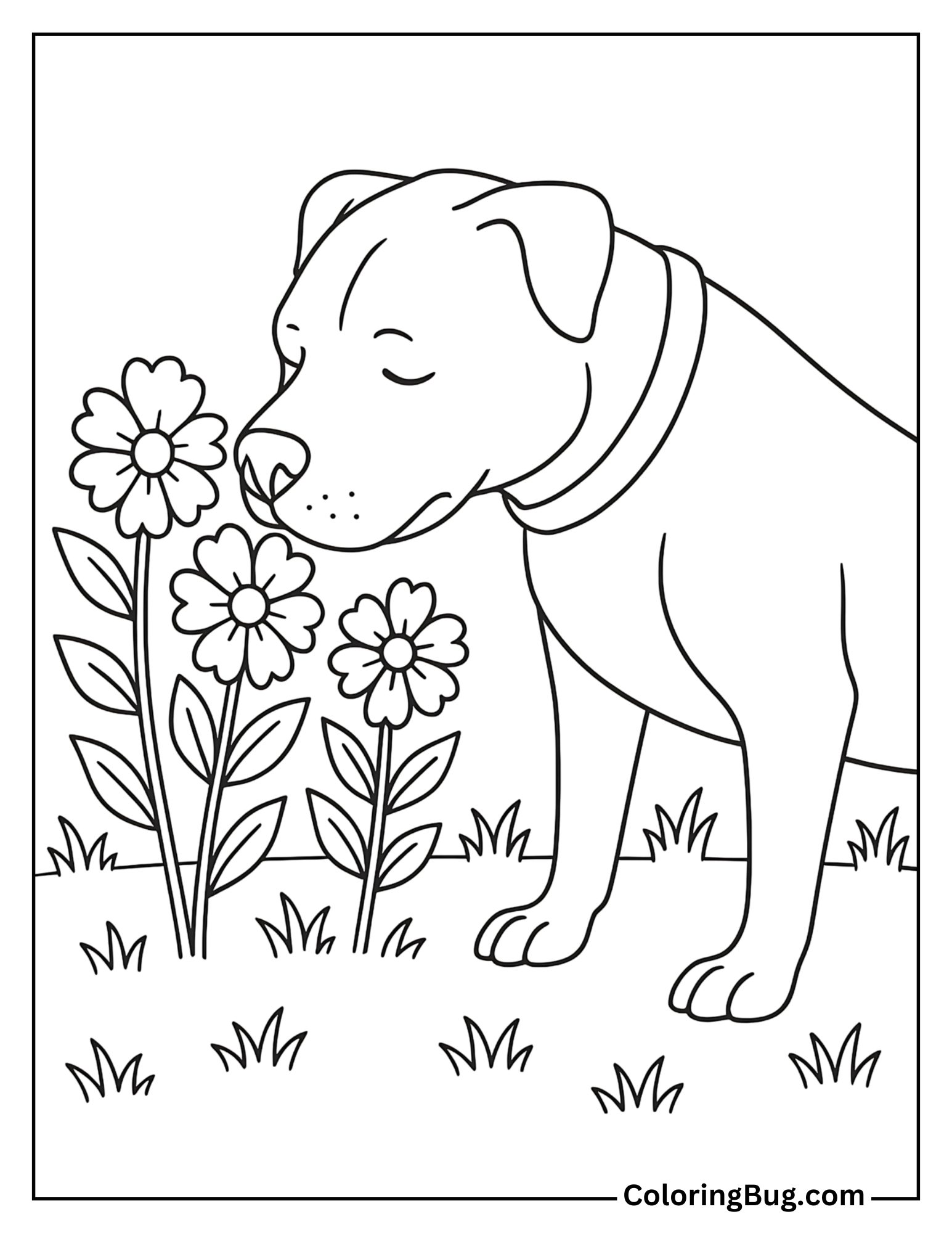 Close Up of Pitbull Sniffing Flowers in a Garden Coloring Sheet