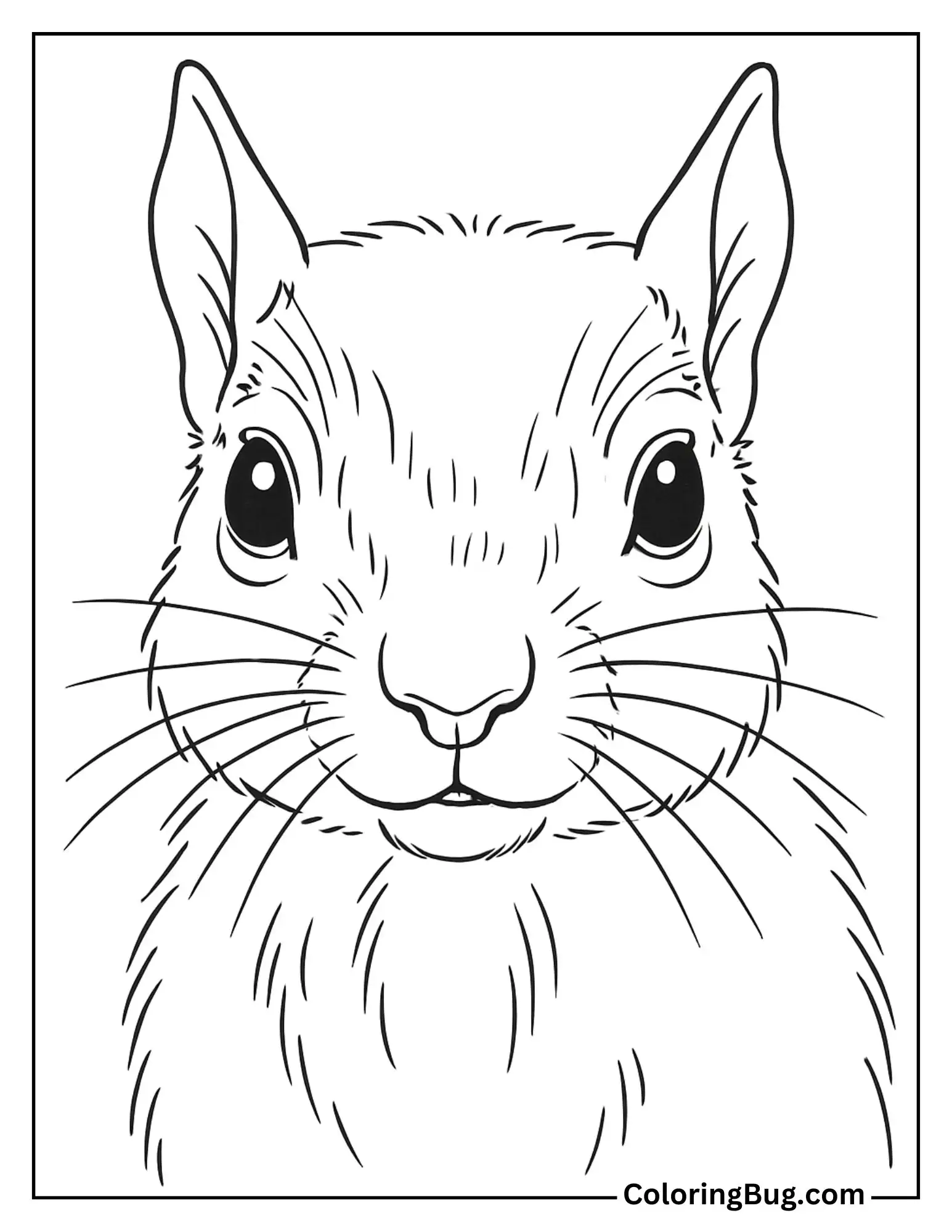 Close-Up of Realistic Squirrel Face, Eyes and Whiskers Coloring Sheet