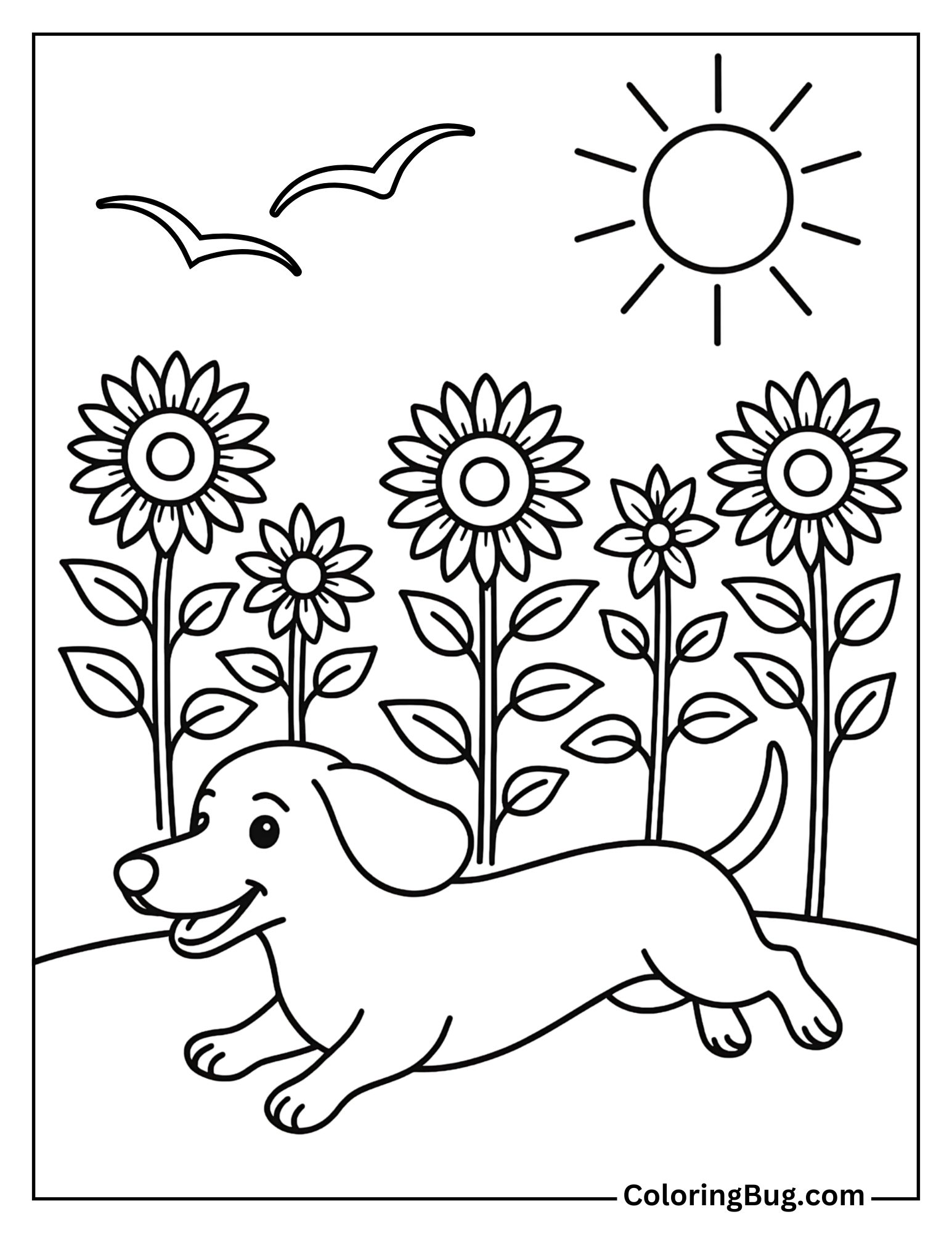 Dachshund Running Through a Sunflower Field Coloring Sheet