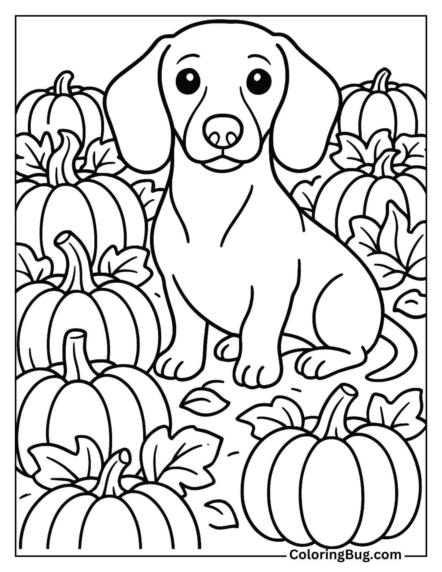 Dachshund Sitting in a Pumpkin Patch Coloring Sheet
