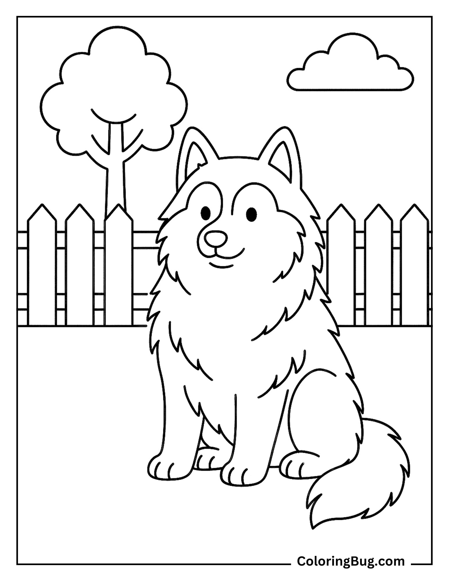 Fluffy Siberian Husky