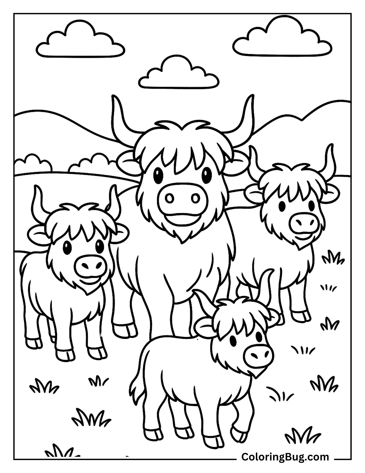 Herding Highland Cows