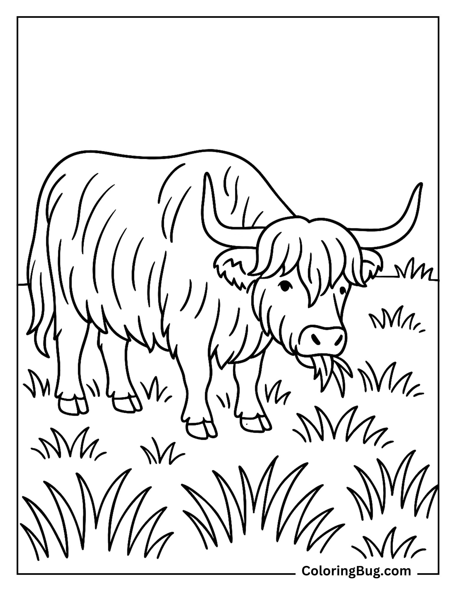 Highland Cow Eating Grass Coloring Sheet