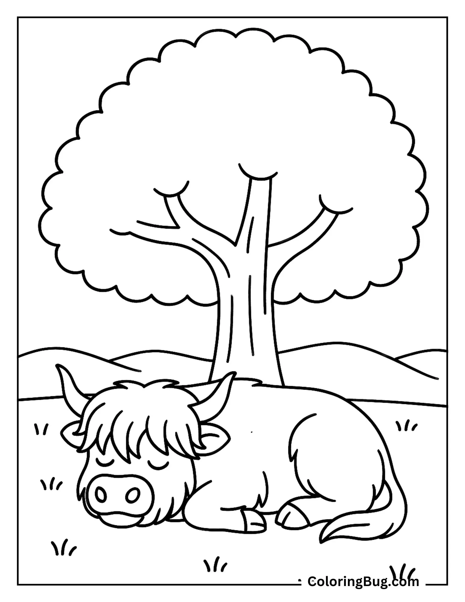 Highland Cow Napping Under a Big Tree