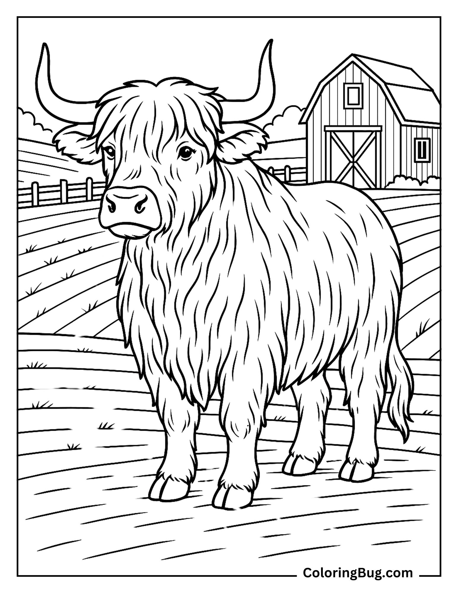 Realistic Highland Cow Coloring Sheet