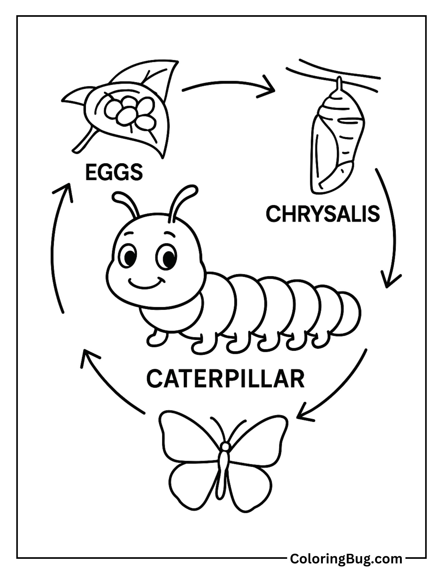 Caterpillar and Life Cycle Chart Illustration Coloring Sheet