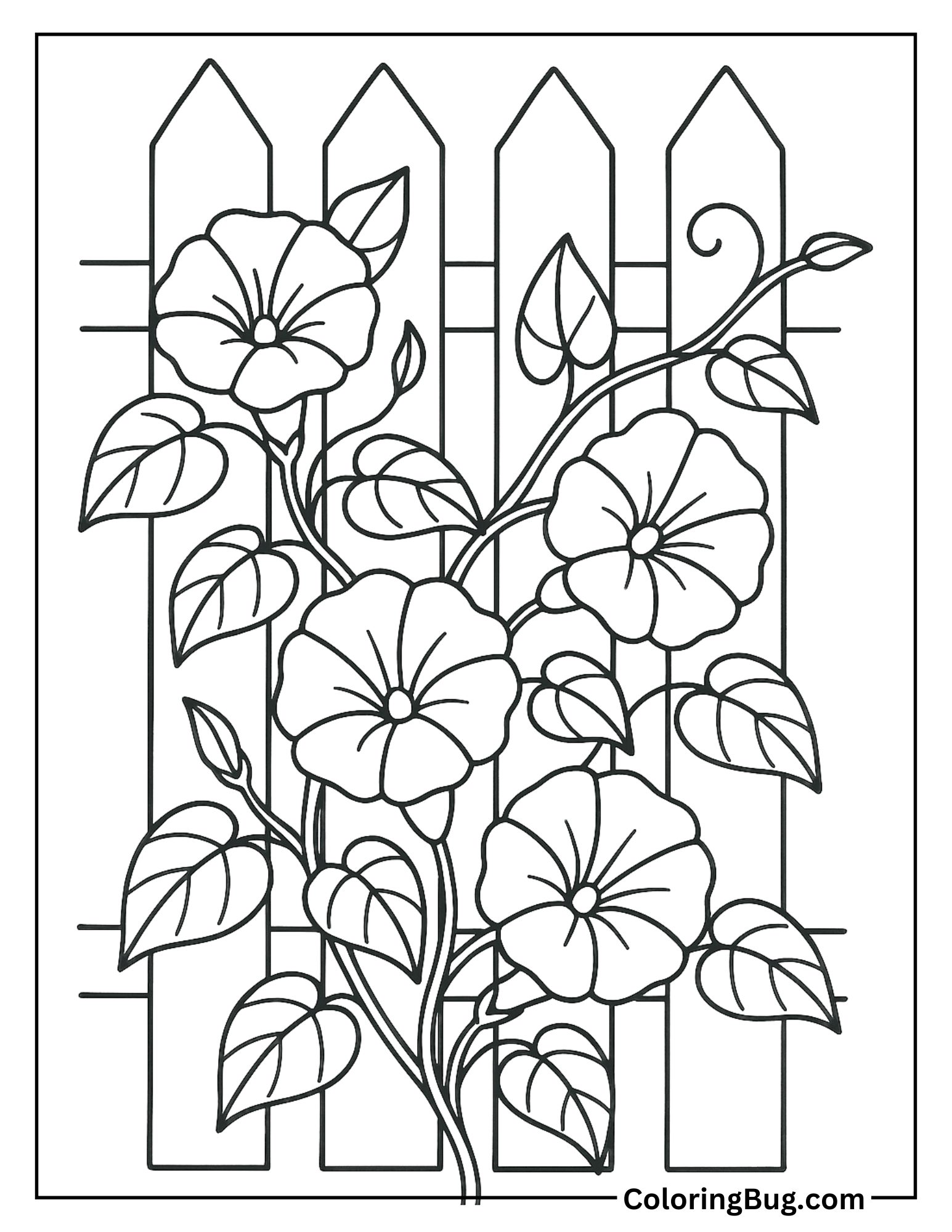 Morning Glory Climbing a Fence Coloring Sheet