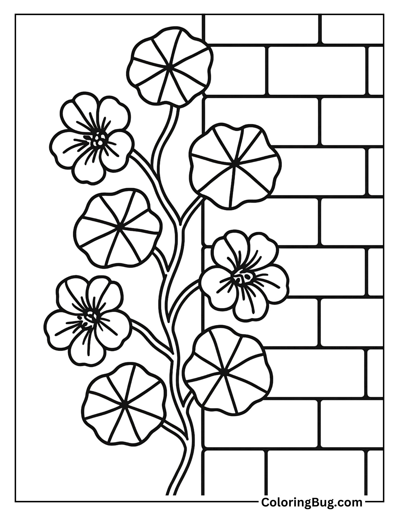 Nasturtium Climbing a Garden Wall Coloring Sheet