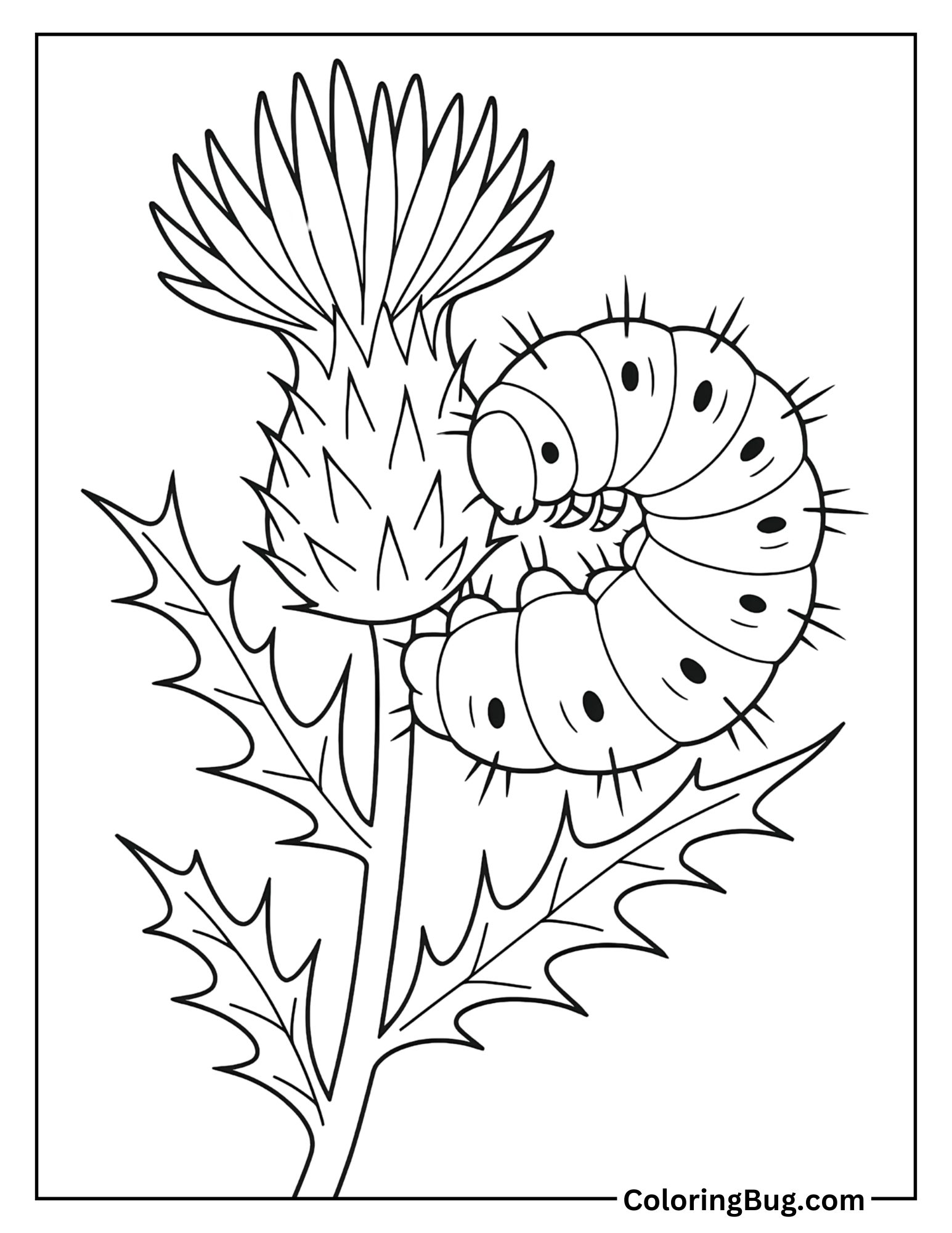 Painted Lady Caterpillar Curled Up on a Thistle Coloring Sheet