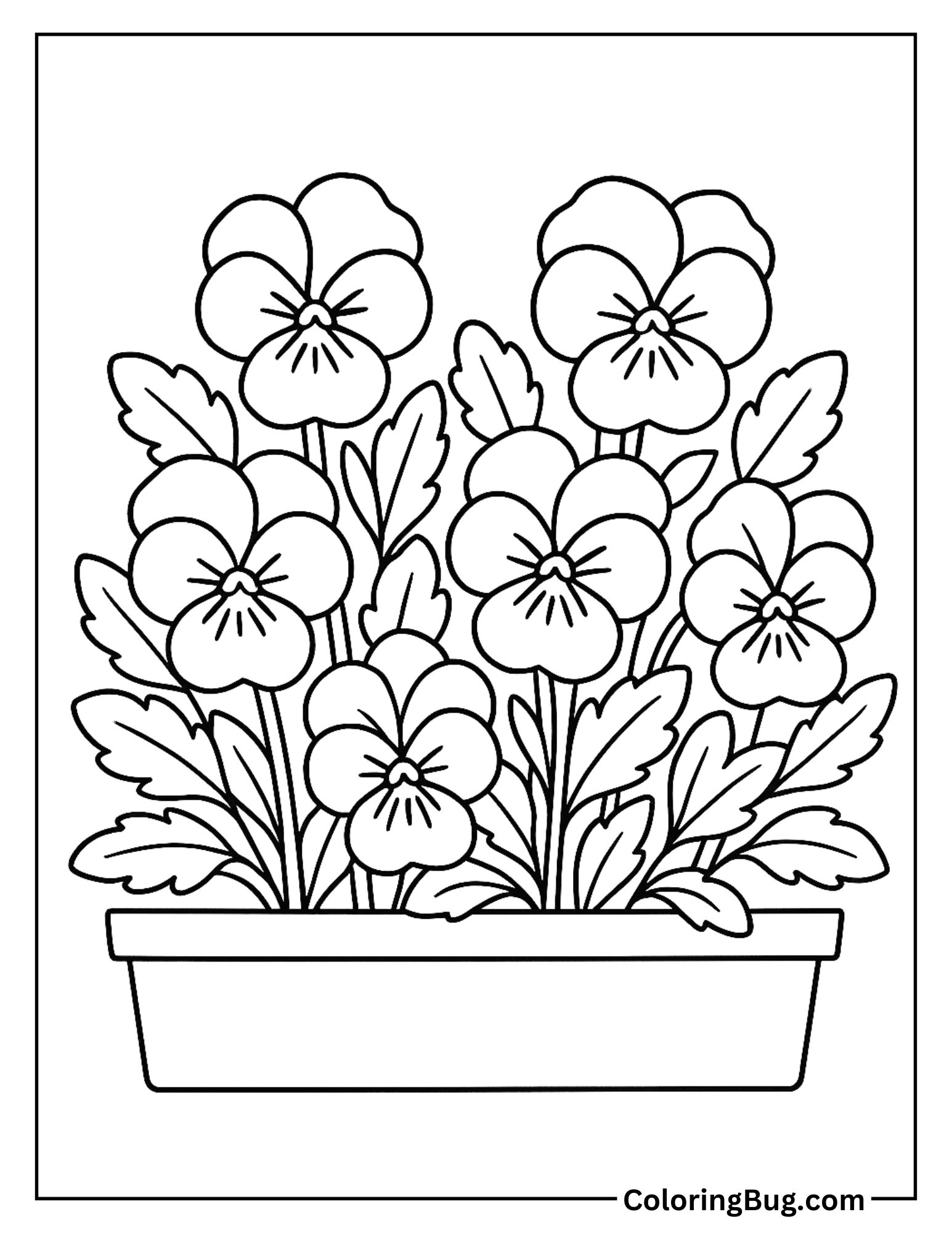 Pansies in a Garden Box Coloring Sheet