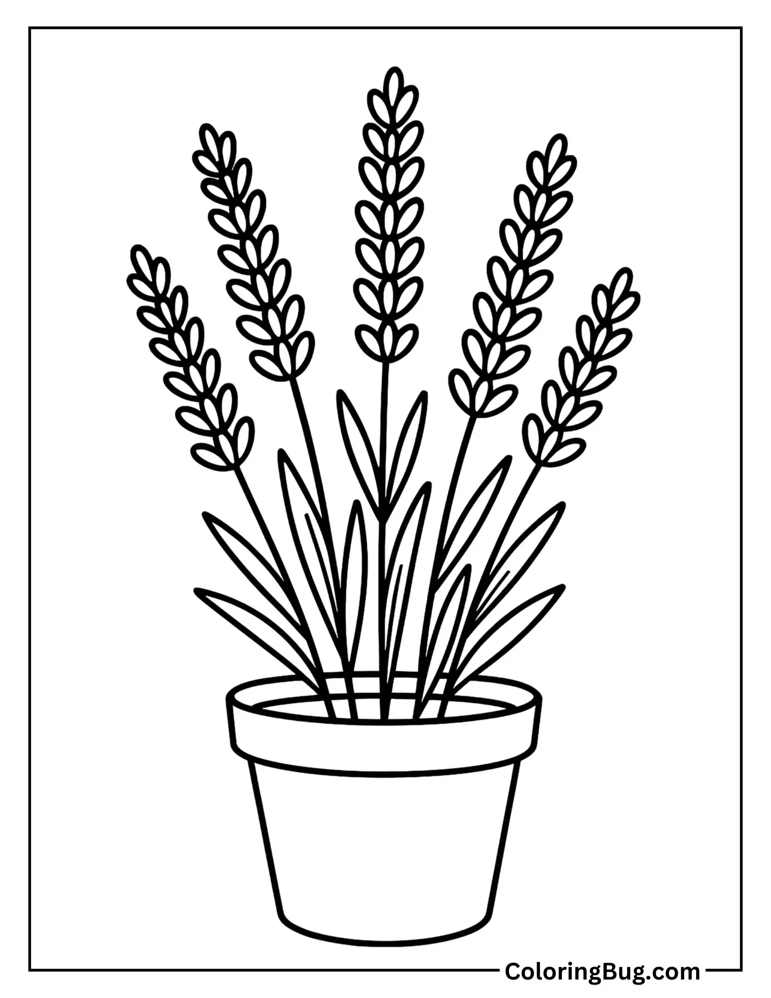 Potted Lavender Plant Coloring Sheet