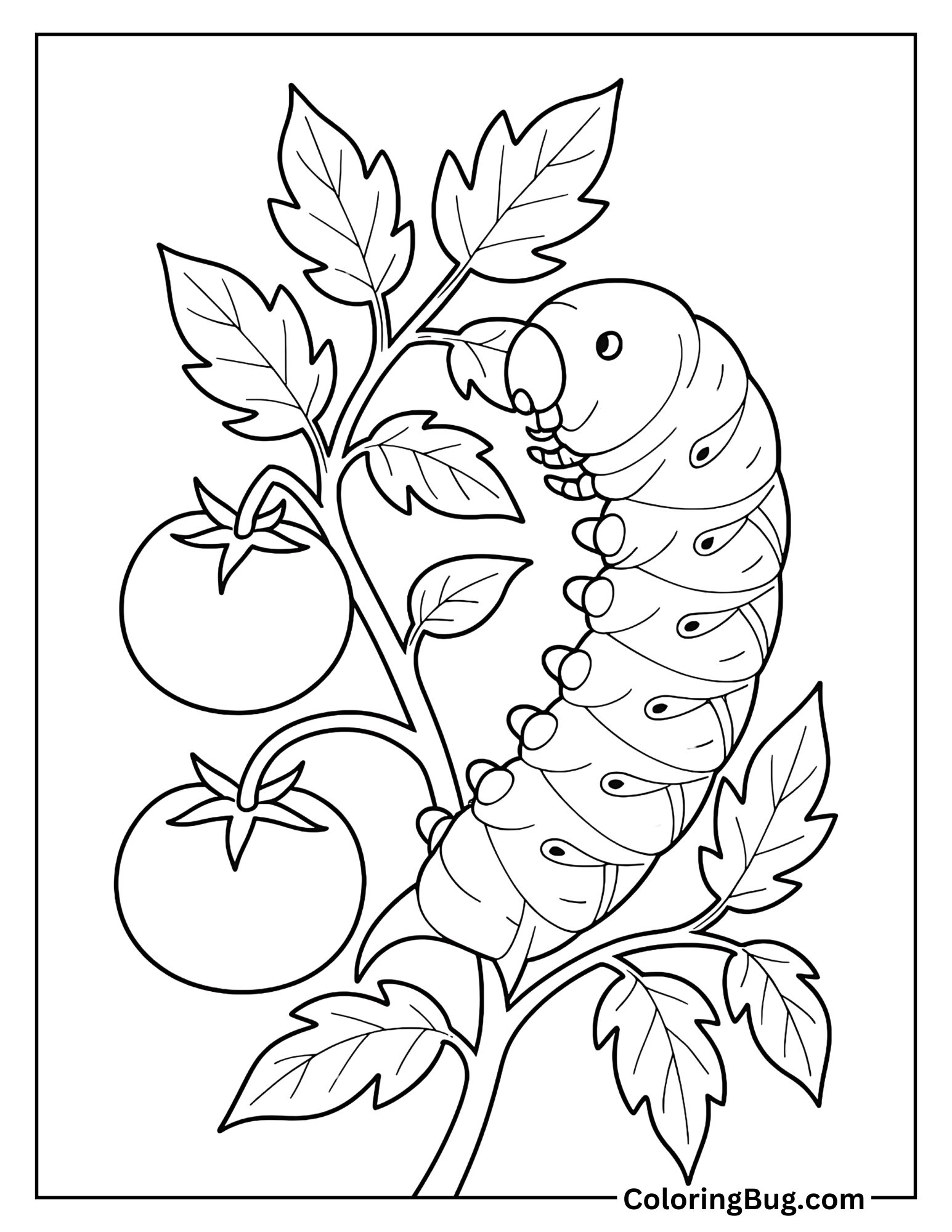 Tomato Hornworm Caterpillar on a Tomato Vine Coloring Sheet