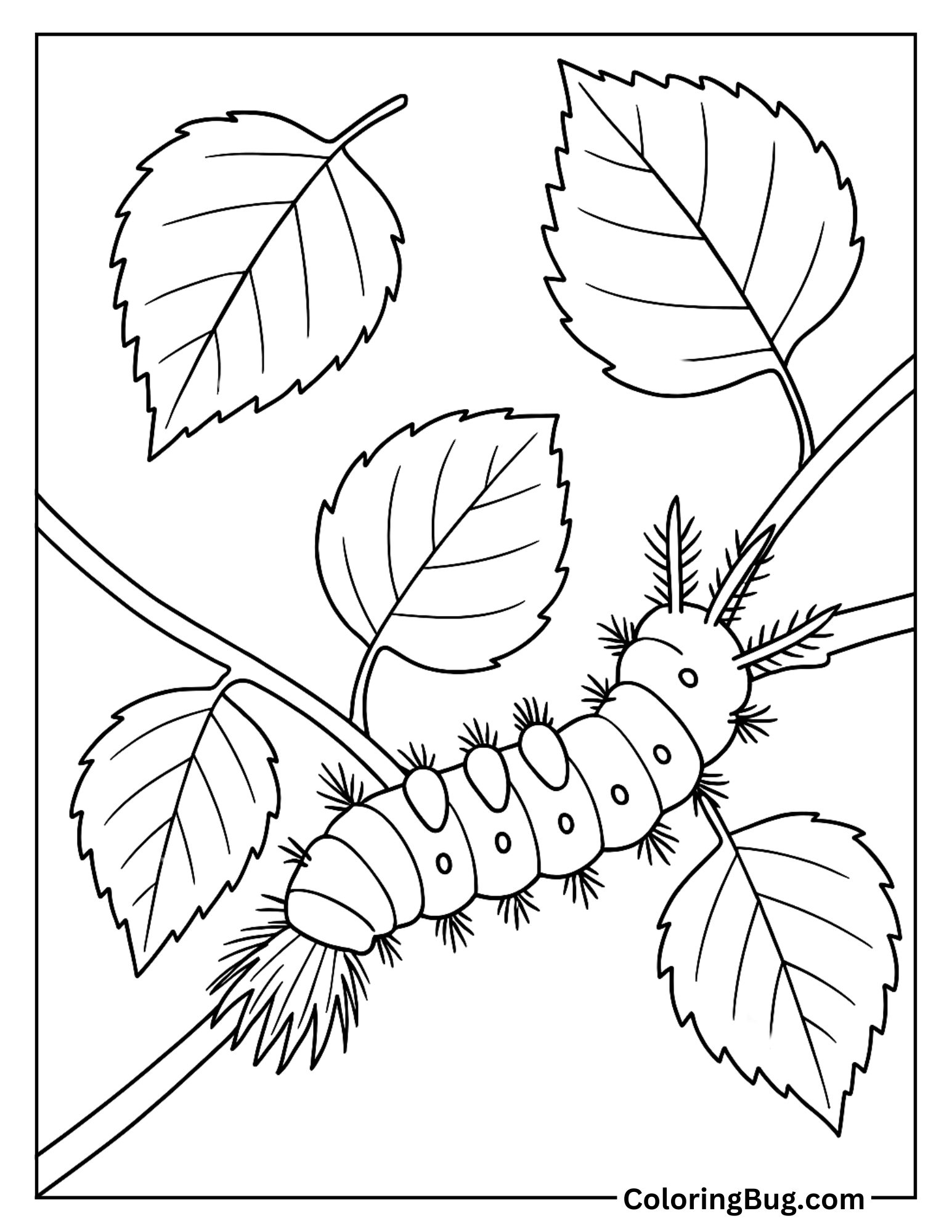 White-Marked Tussock Caterpillar Near Birch Leaves Coloring Sheet